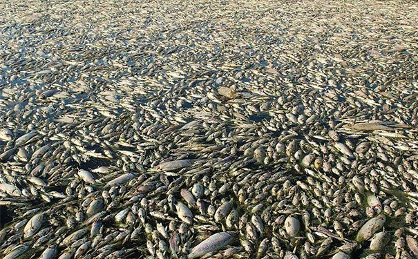 黑臭水體治理是一項長期而艱巨的工作 黑臭水體治理是一項長期而艱巨的工作